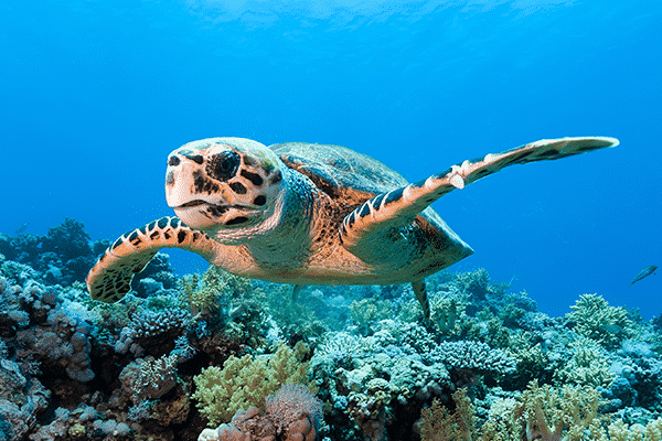 sea-turtle-kona-big-island
