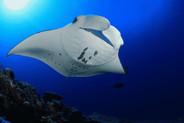 sea-paradise-manta-ray-night-snorkel-tour