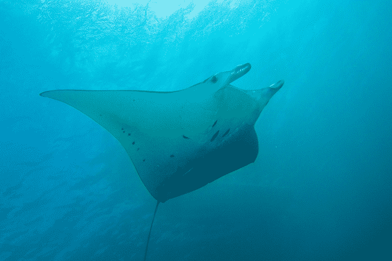 manta ray snorkel hawaii