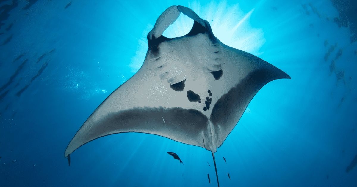 https://www.seaparadise.com/wp-content/uploads/2019/11/Manta-rays-in-Hawaii.jpg