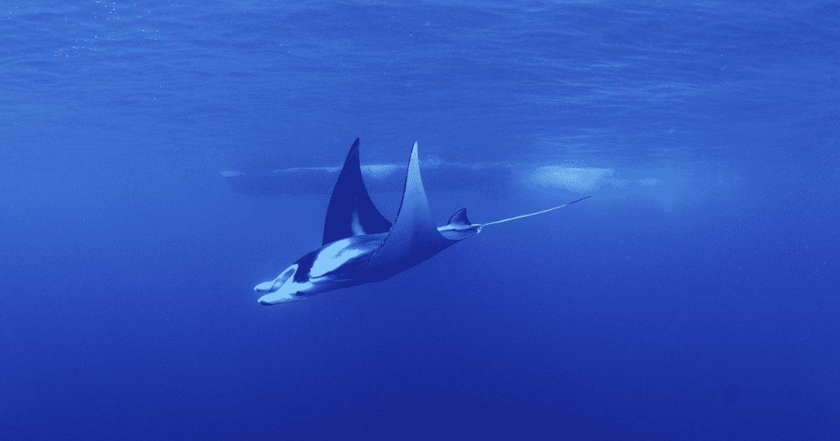 manta ray hawaii
