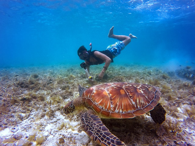 7 Best Places for Snorkeling in North Shore
