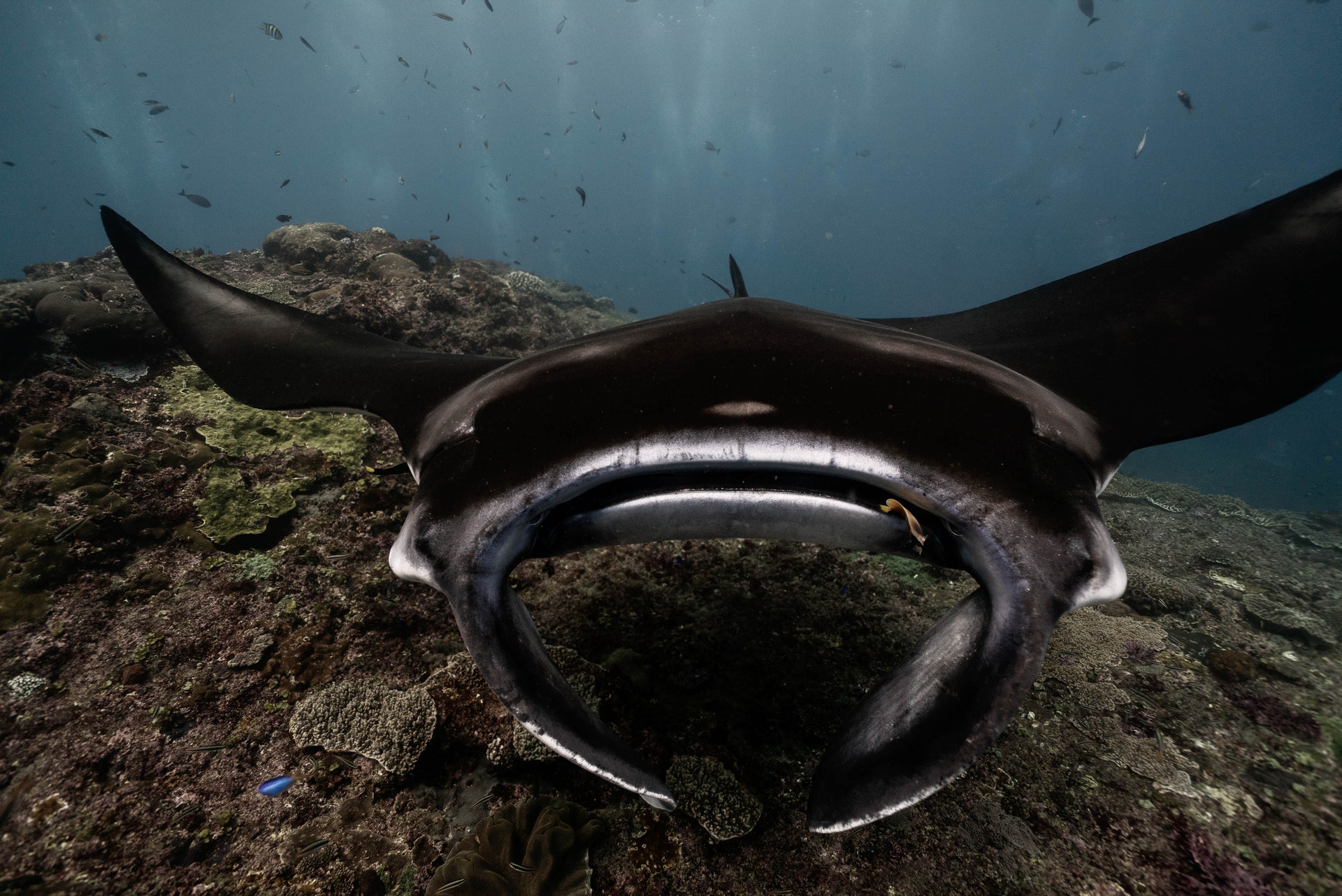 largest manta ray sanctuar