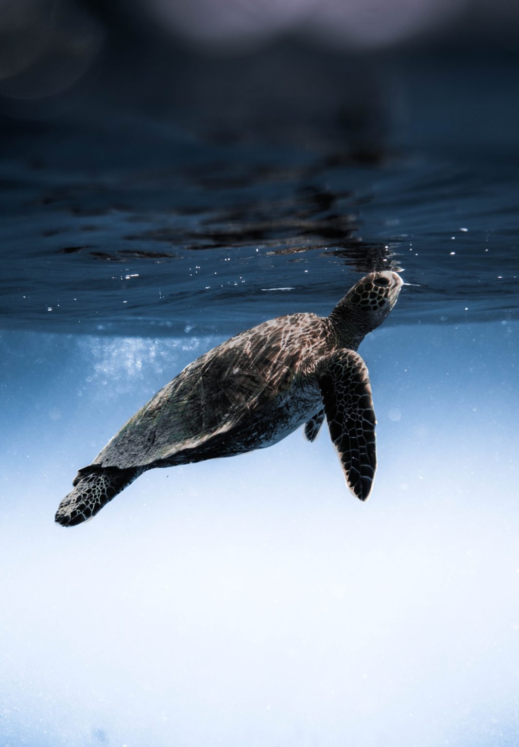 Green Sea Turtles | Sea Paradise