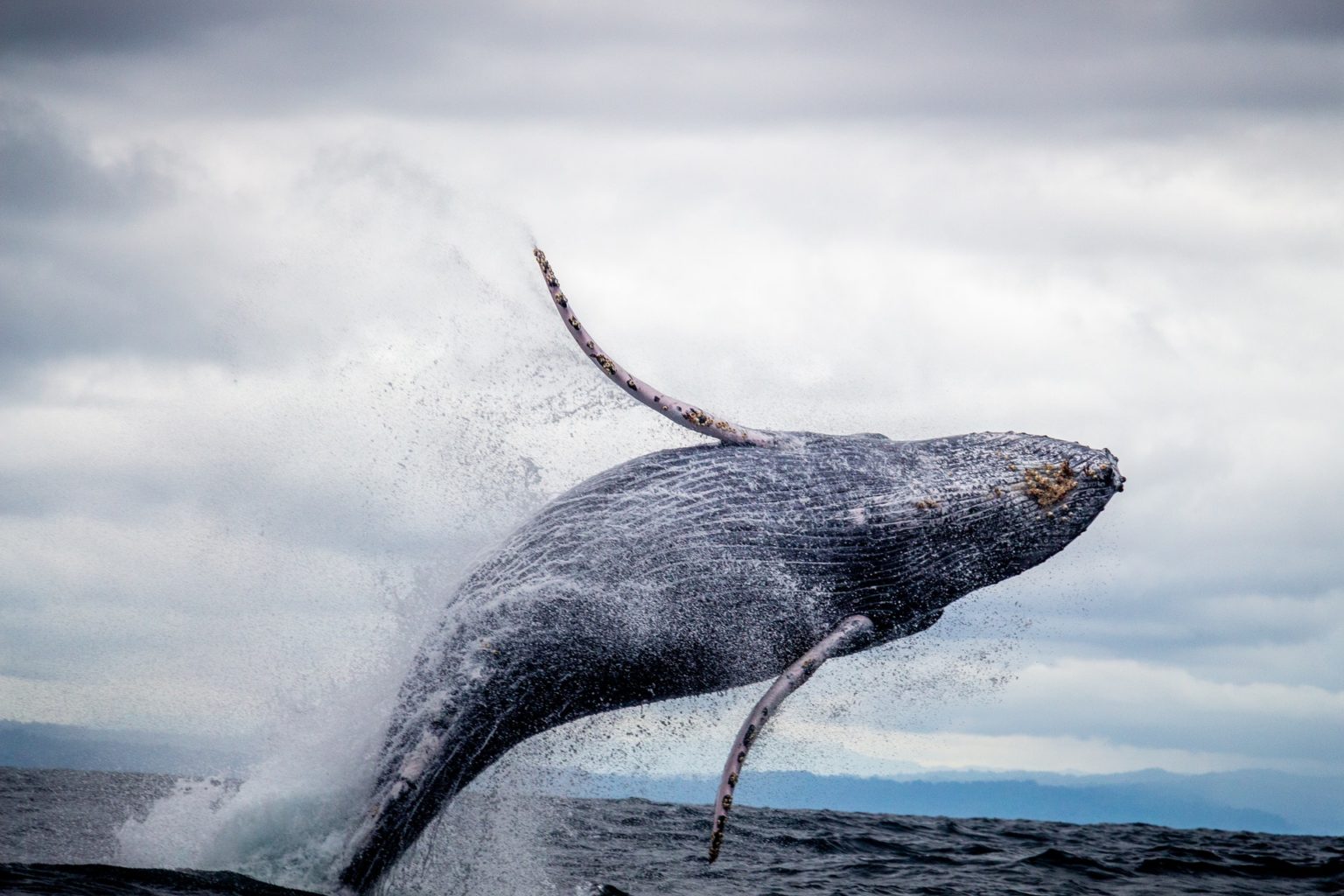 Hawaiian Islands Humpback Whale National Marine Sanctuary | Sea Paradise