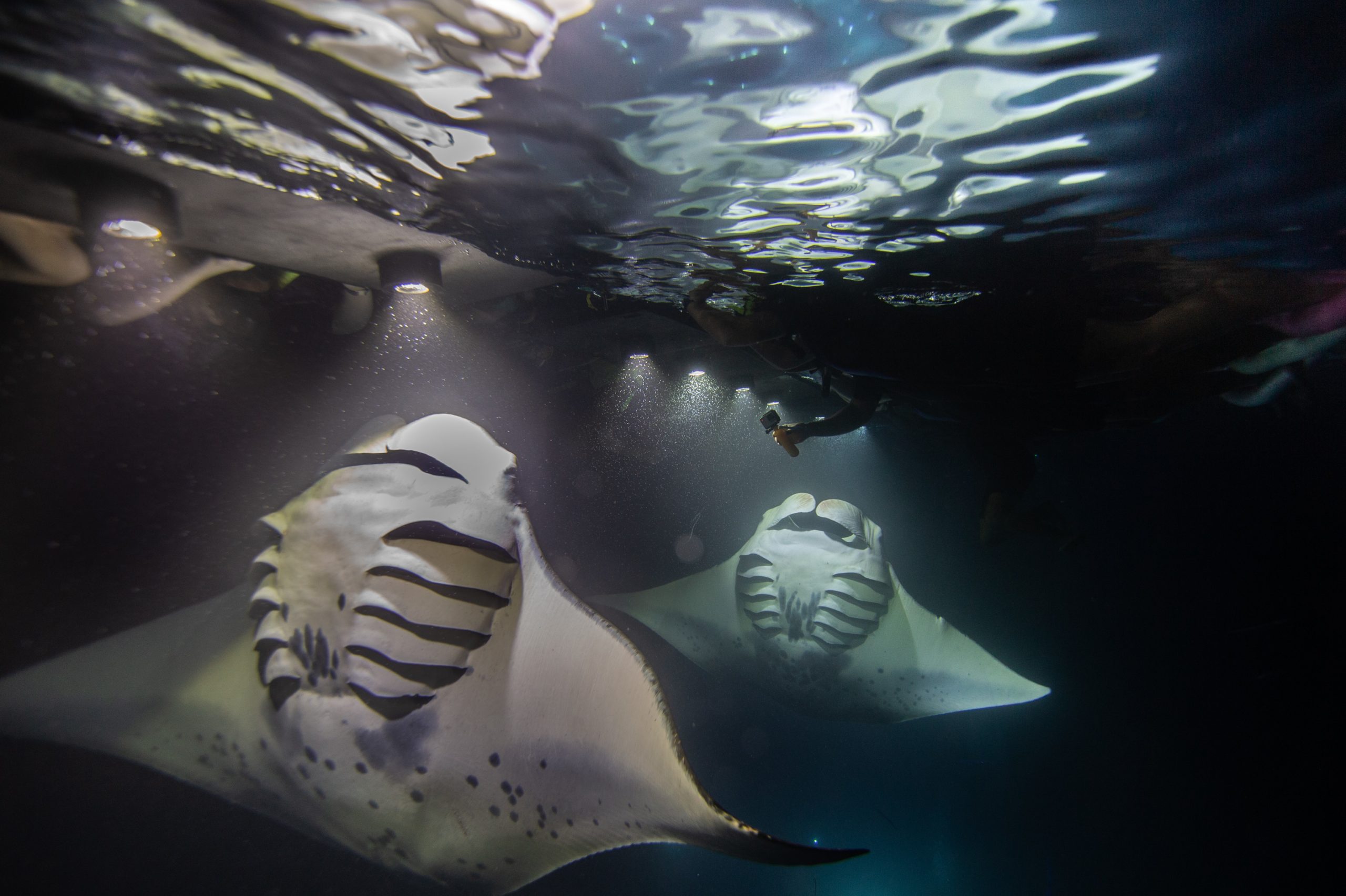 Manta rays form close friendships, shattering misconceptions