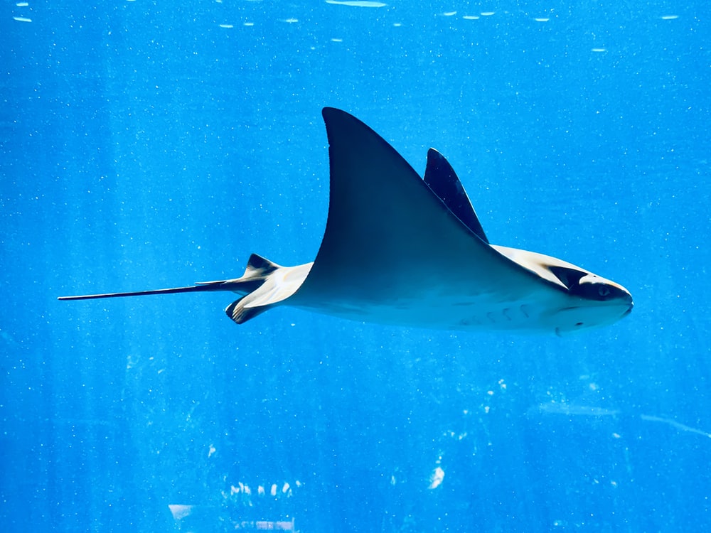 New Study Reveals More About Where Giant Manta Rays Go and Why