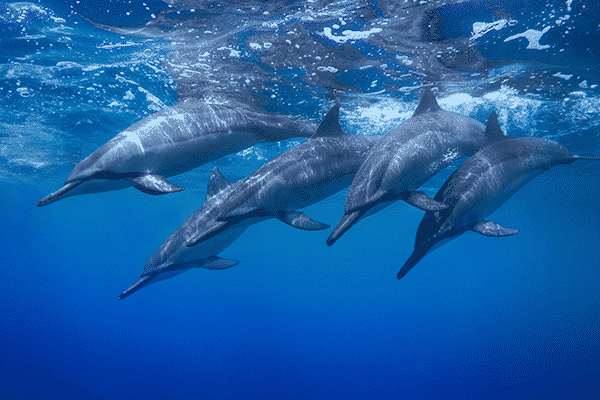 dolphin-pod-captain-cook-big-island-hawaii