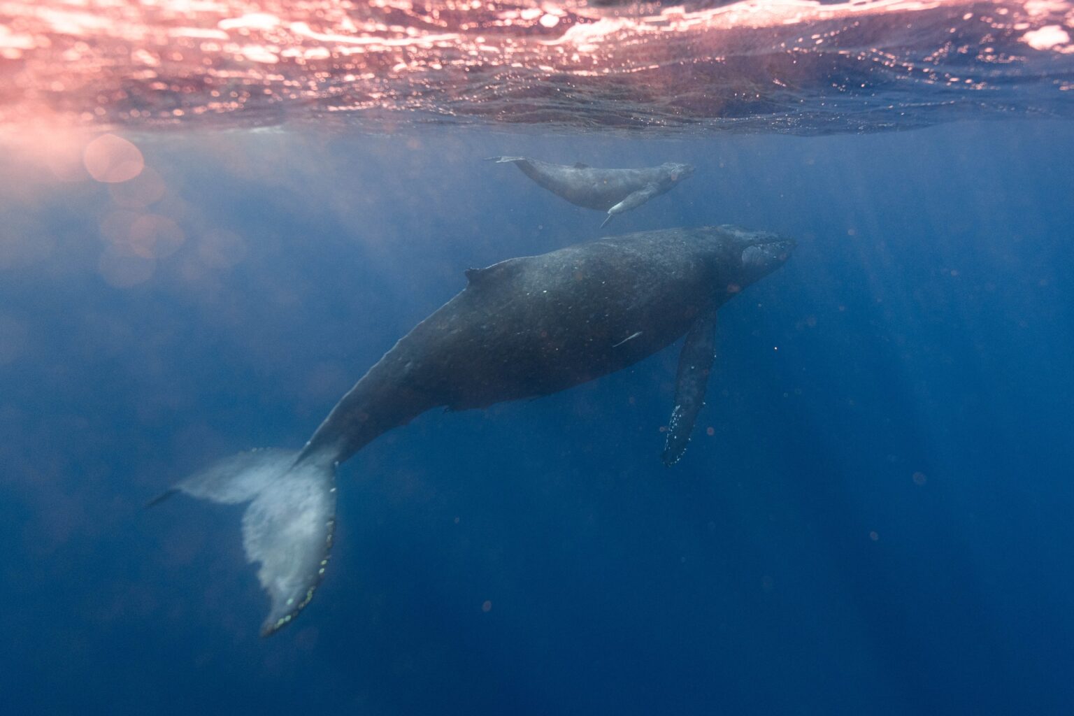 Hawaii's Humpback Whales | Sea Paradise