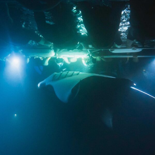 Manta Ray on Float9
