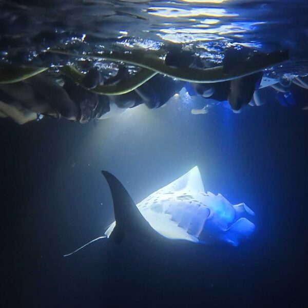 Manta Ray16
