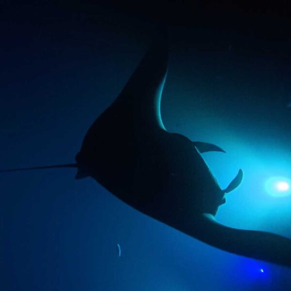 Manta Ray18