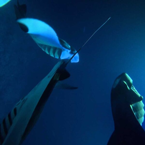 Manta Ray19