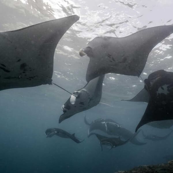 Sea Paradise Mantas