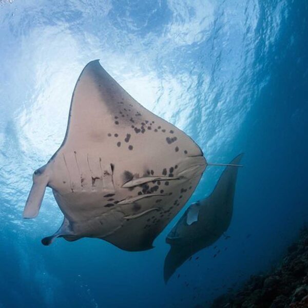 Two spotted manta rays daytime underwater, manta ray tour Kona — spotted mantas near reef at Manta Ray Village, best manta tour Kona, seaparadise.com/1st-manta-ray-snorkel-tour/