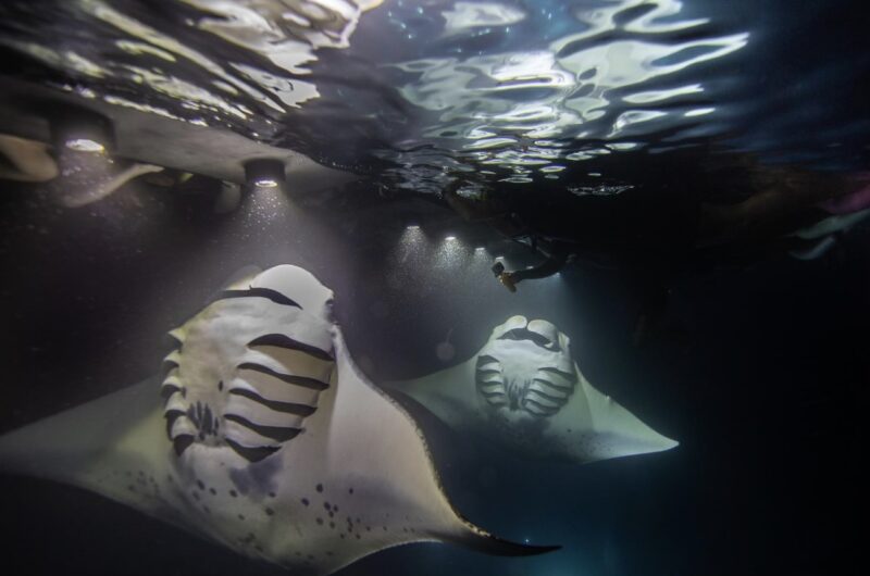 Two manta rays mouths open barrel rolling from below, manta ray tour Kona — mantas at Manta Ray Village, best manta tour Kona, seaparadise.com/1st-manta-ray-snorkel-tour/